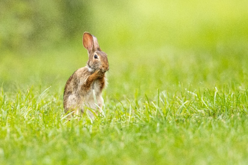 rabbit looking sheepish in a field